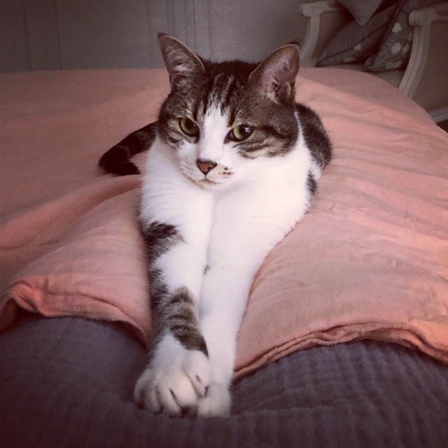 J’ai testé la communication&nbsp;animale.