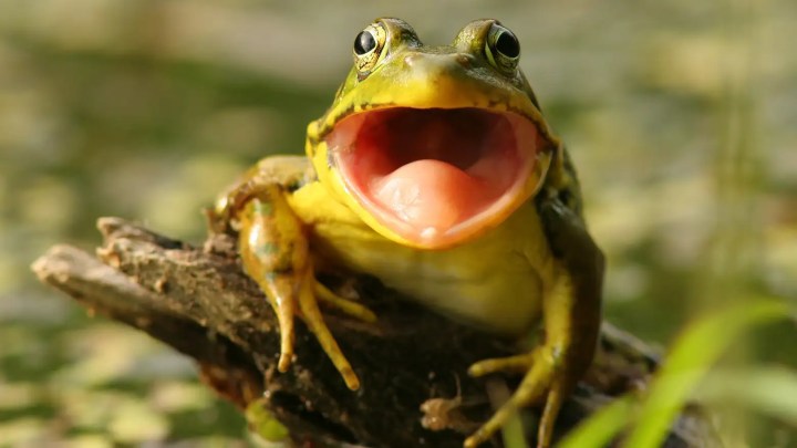 La grenouille à grande&nbsp;bouche